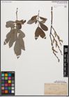 Foto von Salix cinerea L.